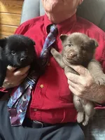 ARIA, a male Schipperke for sale in Carrollton, GA – 2 of 4