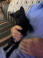 ARIA 3, a female Schipperke for sale in Carrollton, GA – 3 of 10