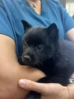 ARIA 3, a female Schipperke for sale in Carrollton, GA – 3 of 5