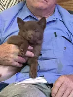 ARIA 2, a male Schipperke for sale in Carrollton, GA – 4 of 10