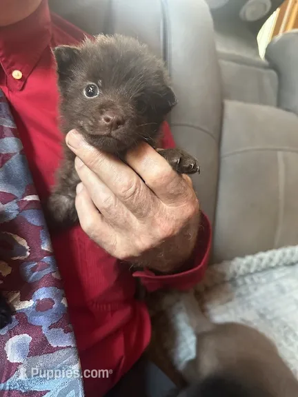 ARIA 3 – Schipperke puppy for sale in Carrollton, GA