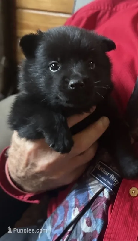 ARIA – Schipperke puppy for sale in Carrollton, GA