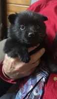 ARIA, a male Schipperke for sale in Carrollton, GA – 1 of 4