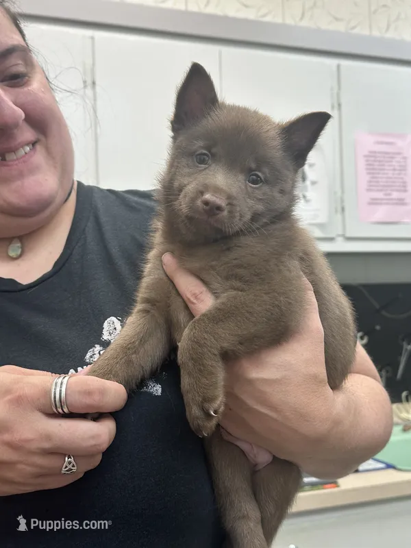 ARIA 2 – Schipperke puppy for sale in Carrollton, GA