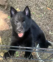 ARIA 1, a male Schipperke for sale in Carrollton, GA – 9 of 10