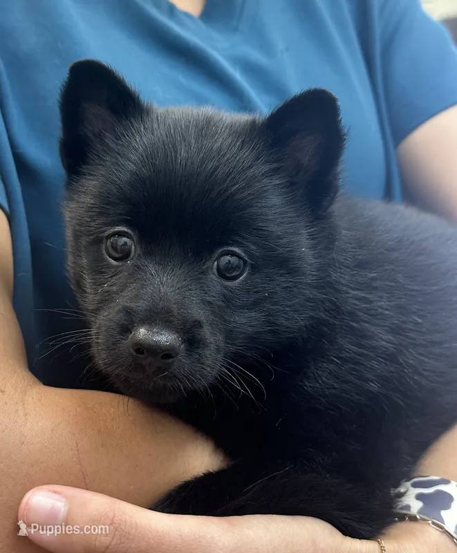 ARIA 3 – Schipperke puppy for sale in Carrollton, GA