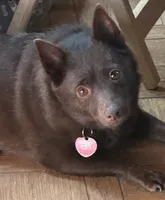 ARIA 1, a male Schipperke for sale in Carrollton, GA – 8 of 10