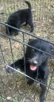 ARIA 3, a female Schipperke for sale in Carrollton, GA – 6 of 10