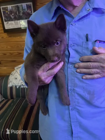 ARIA 2 – Schipperke puppy for sale in Carrollton, GA