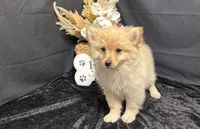 Truett, a male Pomeranian for sale in Richland, MO – 5 of 7