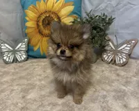 Chloe, a female Pomeranian for sale in Richland, MO – 5 of 8