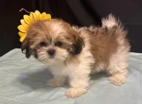 Selah, a male Shih Tzu for sale in Richland, MO – 2 of 7