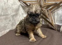 Ayden, a male Brussels Griffon for sale in Richland, MO – 3 of 6