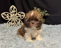 Ember, a female Shih Tzu for sale in Richland, MO – 5 of 8