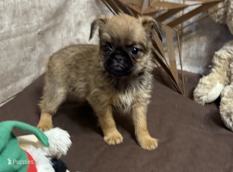 Angel – Brussels Griffon puppy for sale in Richland, MO