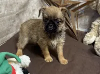 Angel, a male Brussels Griffon for sale in Richland, MO – 1 of 6