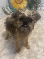 Analynn, a female Brussels Griffon for sale in Richland, MO – 6 of 7