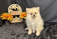 Caleb, a male Pomeranian for sale in Richland, MO – 2 of 7
