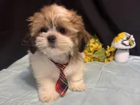 Selah, a male Shih Tzu for sale in Richland, MO – 5 of 7