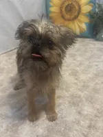 Analynn, a female Brussels Griffon for sale in Richland, MO – 3 of 7