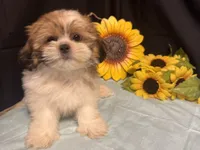 Selah, a male Shih Tzu for sale in Richland, MO – 6 of 7