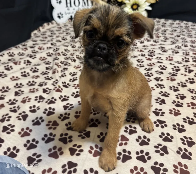 Angel – Brussels Griffon puppy for sale in Richland, MO