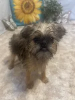 Analynn, a female Brussels Griffon for sale in Richland, MO – 4 of 7