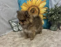 Chloe, a female Pomeranian for sale in Richland, MO – 6 of 8