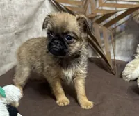 Angel, a male Brussels Griffon for sale in Richland, MO – 2 of 6