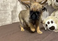 Ariah, a male Brussels Griffon for sale in Richland, MO – 4 of 5