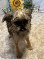 Analynn, a female Brussels Griffon for sale in Richland, MO – 7 of 7