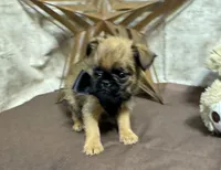 Ariah, a male Brussels Griffon for sale in Richland, MO – 3 of 5