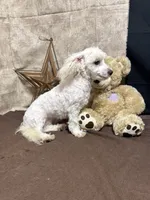 Violet, a female Maltipoo for sale in Richland, MO – 3 of 3