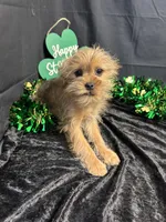McCoy, a male Yorkshire Terrier and Brussels Griffon for sale in Richland, MO – Photo 4 of 5