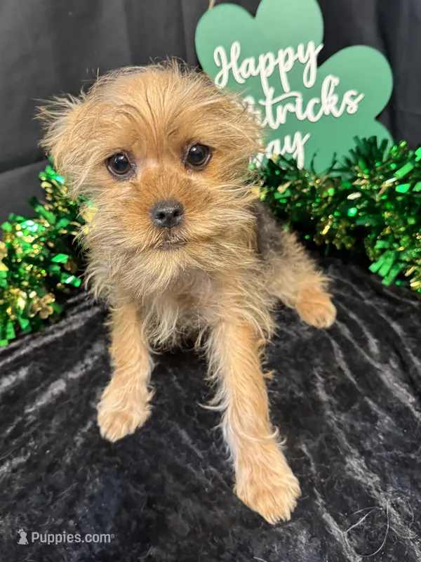 McCoy – Yorkshire Terrier, Brussels Griffon puppy for sale in Richland, MO