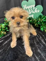 McCoy, a male Yorkshire Terrier and Brussels Griffon for sale in Richland, MO – Photo 1 of 5