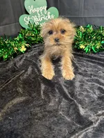 McCoy, a male Yorkshire Terrier and Brussels Griffon for sale in Richland, MO – Photo 5 of 5