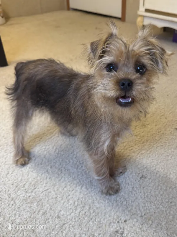 McCoy – Yorkshire Terrier, Brussels Griffon puppy on hold in Richland, MO