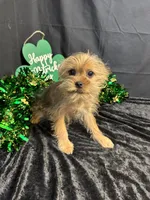 McCoy, a male Yorkshire Terrier and Brussels Griffon for sale in Richland, MO – Photo 2 of 5