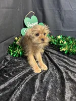 McCoy, a male Yorkshire Terrier and Brussels Griffon for sale in Richland, MO – Photo 3 of 5