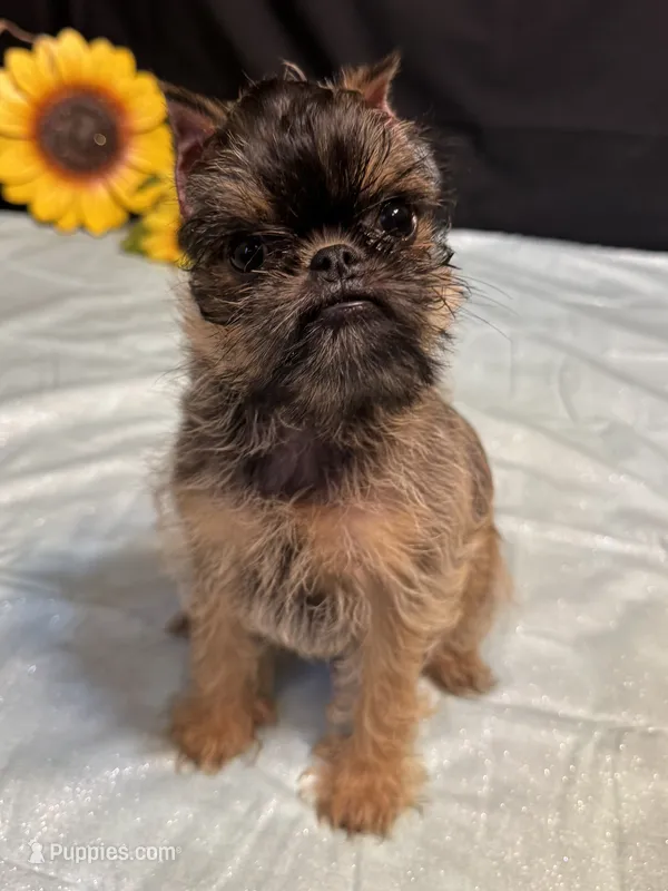 Dillon – Brussels Griffon puppy for sale in Richland, MO
