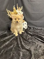 Truett, a male Pomeranian for sale in Richland, MO – 3 of 7