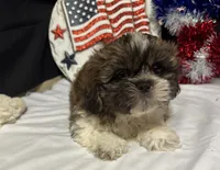 Sean, a male Shih Tzu for sale in Richland, MO – 6 of 6