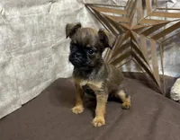 Andon, a male Brussels Griffon for sale in Richland, MO – 2 of 5