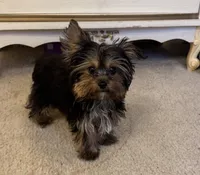 Maisyn, a male Yorkshire Terrier for sale in Richland, MO – 5 of 5