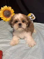 Saylor, a male Shih Tzu for sale in Richland, MO – 3 of 6