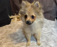 Rowan, a male Pomeranian for sale in Richland, MO – Photo 5 of 8