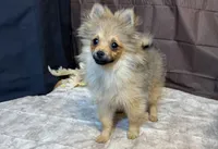Rowan, a male Pomeranian for sale in Richland, MO – Photo 2 of 8