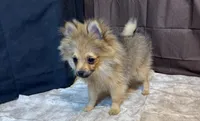 Rowan, a male Pomeranian for sale in Richland, MO – Photo 4 of 8