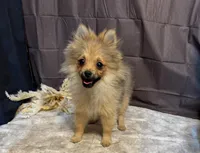 Rowan, a male Pomeranian for sale in Richland, MO – Photo 8 of 8